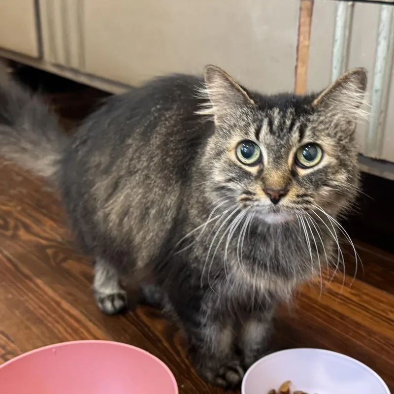 Jitterbug thumbnail 2