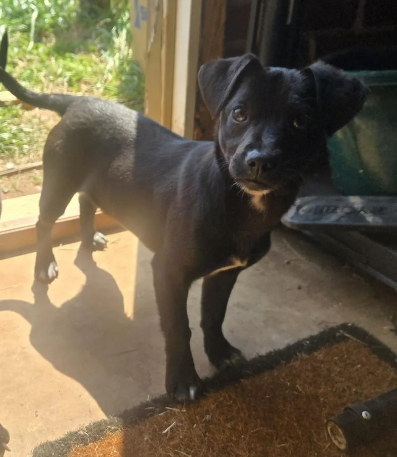 A baby small-sized female Black Chihuahua dog named Lily for adoption in Gillsville, GA