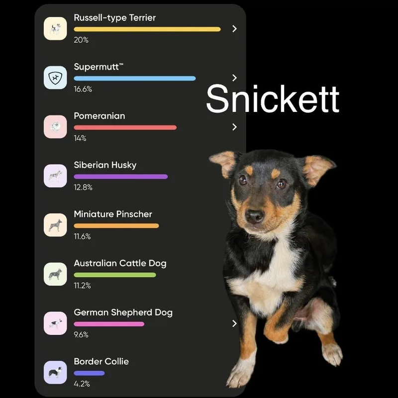 Snickett