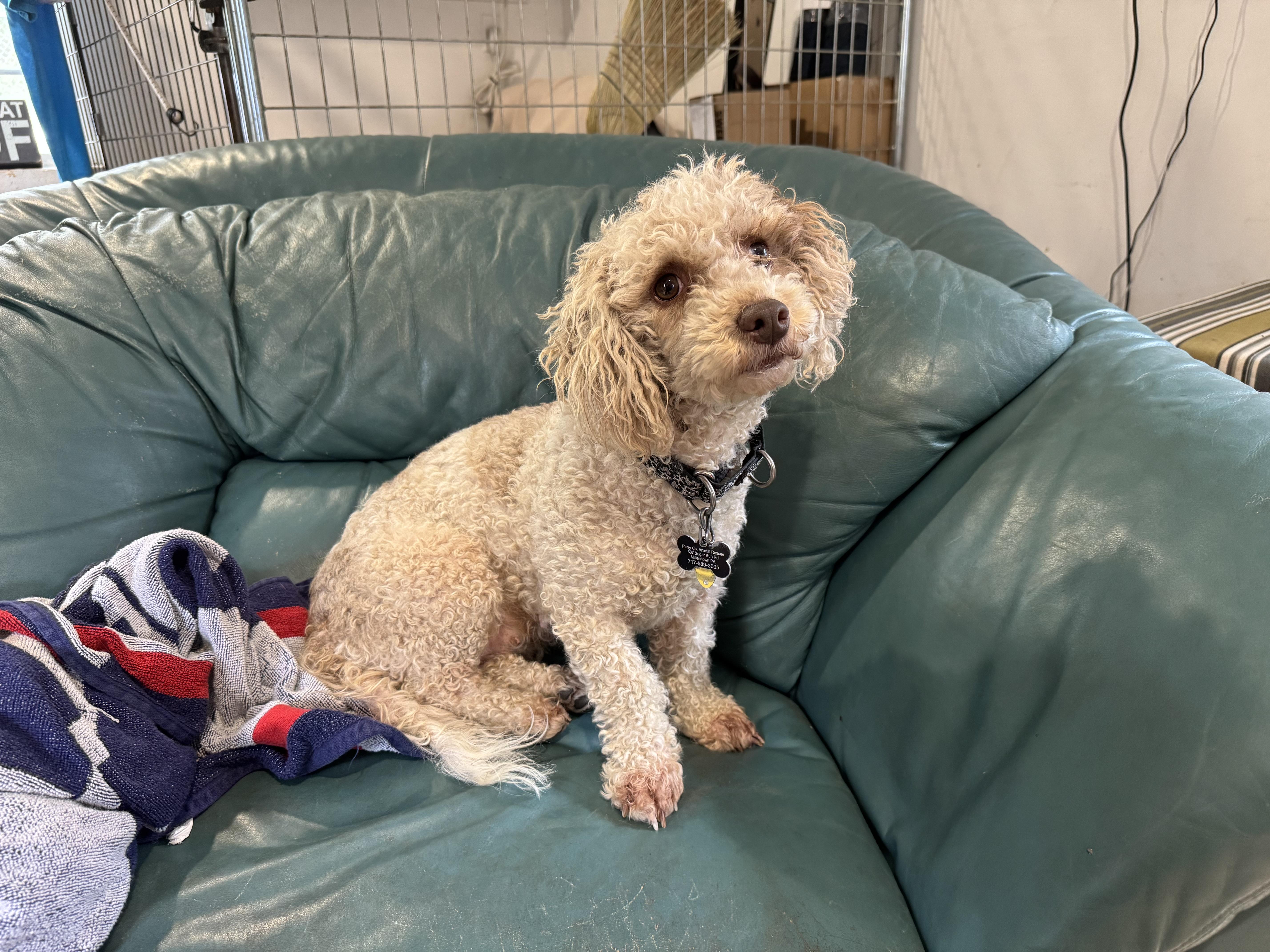 An adult small-sized female White / Cream Poodle dog named Lima Bean for adoption in Millerstown, PA