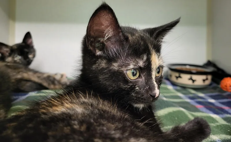 A baby medium-sized female Tortoiseshell Domestic Short Hair cat named Godzilla for adoption in Grayslake, IL