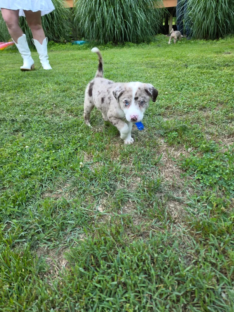 A baby medium-sized female Australian Shepherd dog named Panda for adoption in Columbia, MD