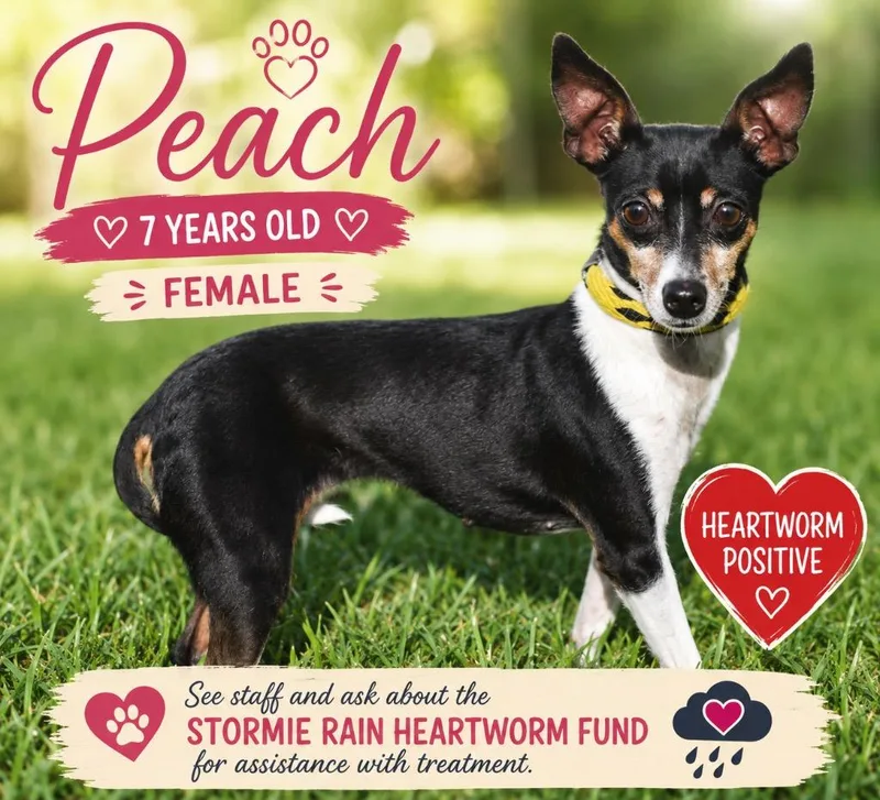 Peach