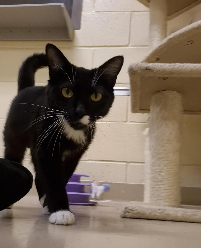 An adult small-sized female Domestic Short Hair cat named Honeybee for adoption in Schertz, TX