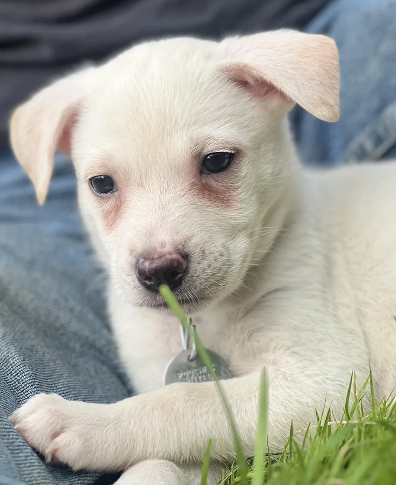A baby medium-sized female White / Cream American Eskimo Dog dog named Sundae for adoption in Saint Paul, MN