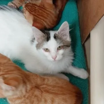 A baby large-sized male White Domestic Long Hair cat named Comet for adoption in Springfield, IL