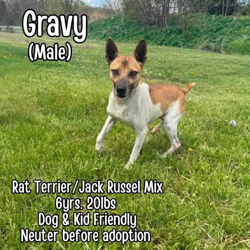 Gravy thumbnail 4
