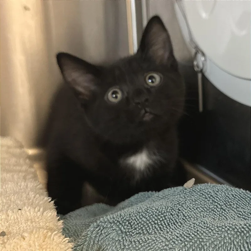 A baby small-sized female Black Domestic Short Hair cat named Nugget for adoption in Washington Township, OH
