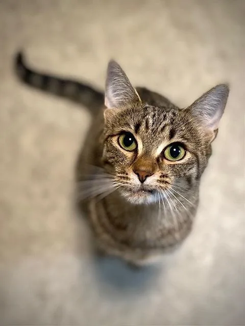 An adult medium-sized female Tabby (Brown / Chocolate) Domestic Short Hair cat named Skipper for adoption in Duxbury, MA