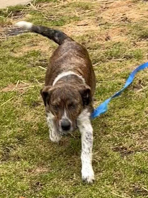 An adult medium-sized female Plott Hound dog named Miss Daisy for adoption in Hillside, IL