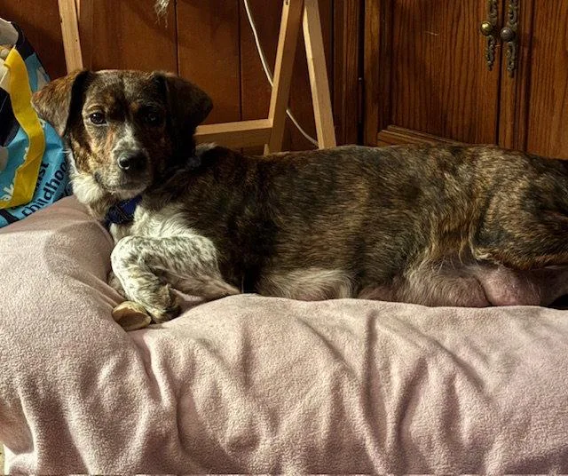 Miss Daisy thumbnail 2