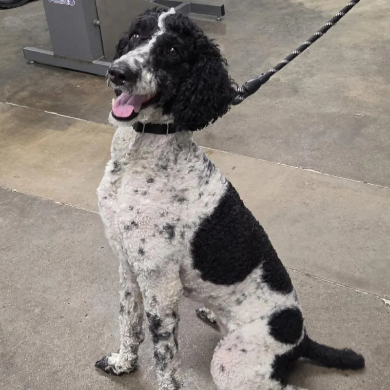 An adult medium-sized female White / Cream Standard Poodle dog named Pearl for adoption in Melbourne, KY