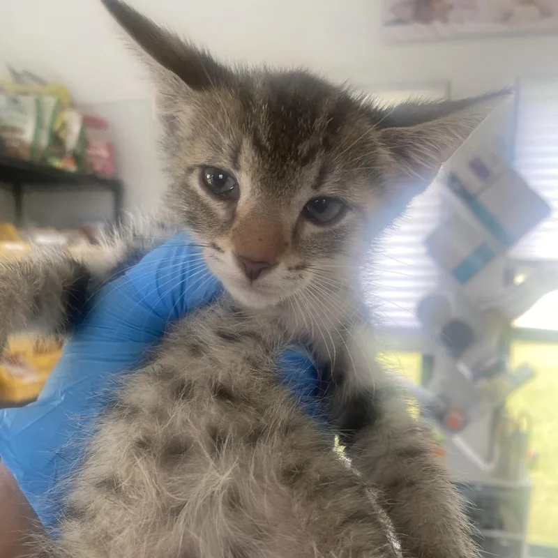 A baby small-sized male Brown / Chocolate Domestic Short Hair cat named Jalapeno for adoption in Chapel Hill, NC