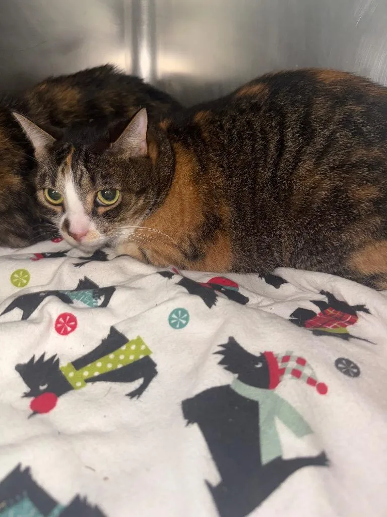 An adult small-sized female Domestic Short Hair cat named Isabella for adoption in Hyde Park, NY