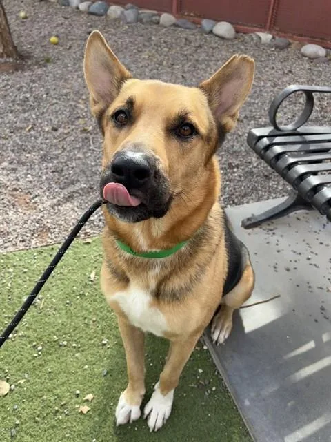 An adult large-sized male German Shepherd Dog dog named Boston for adoption in Phoenix, AZ