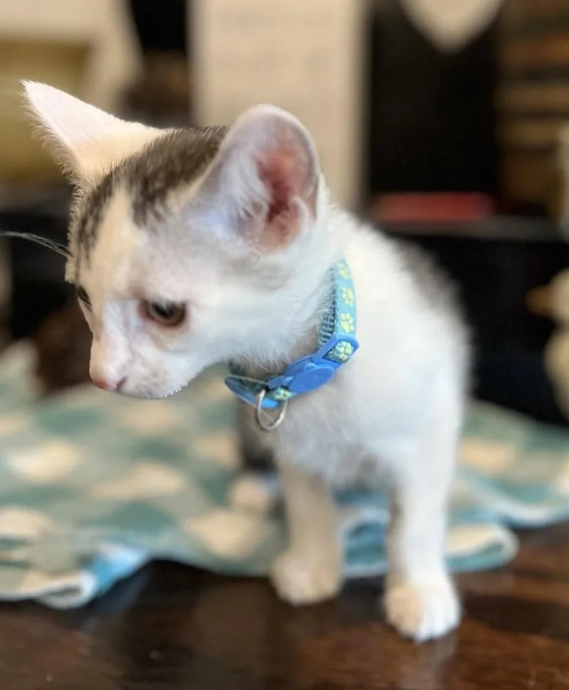 A baby small-sized male White Domestic Short Hair cat named Squiggy Laverne & for adoption in Anthem, AZ