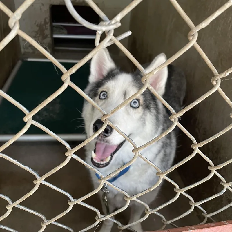 A senior large-sized male Gray / Blue / Silver Siberian Husky dog named Glider for adoption in Austin, TX