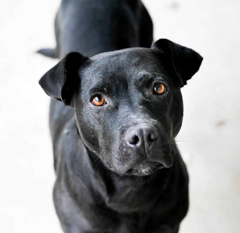 Georgie Girl thumbnail 2