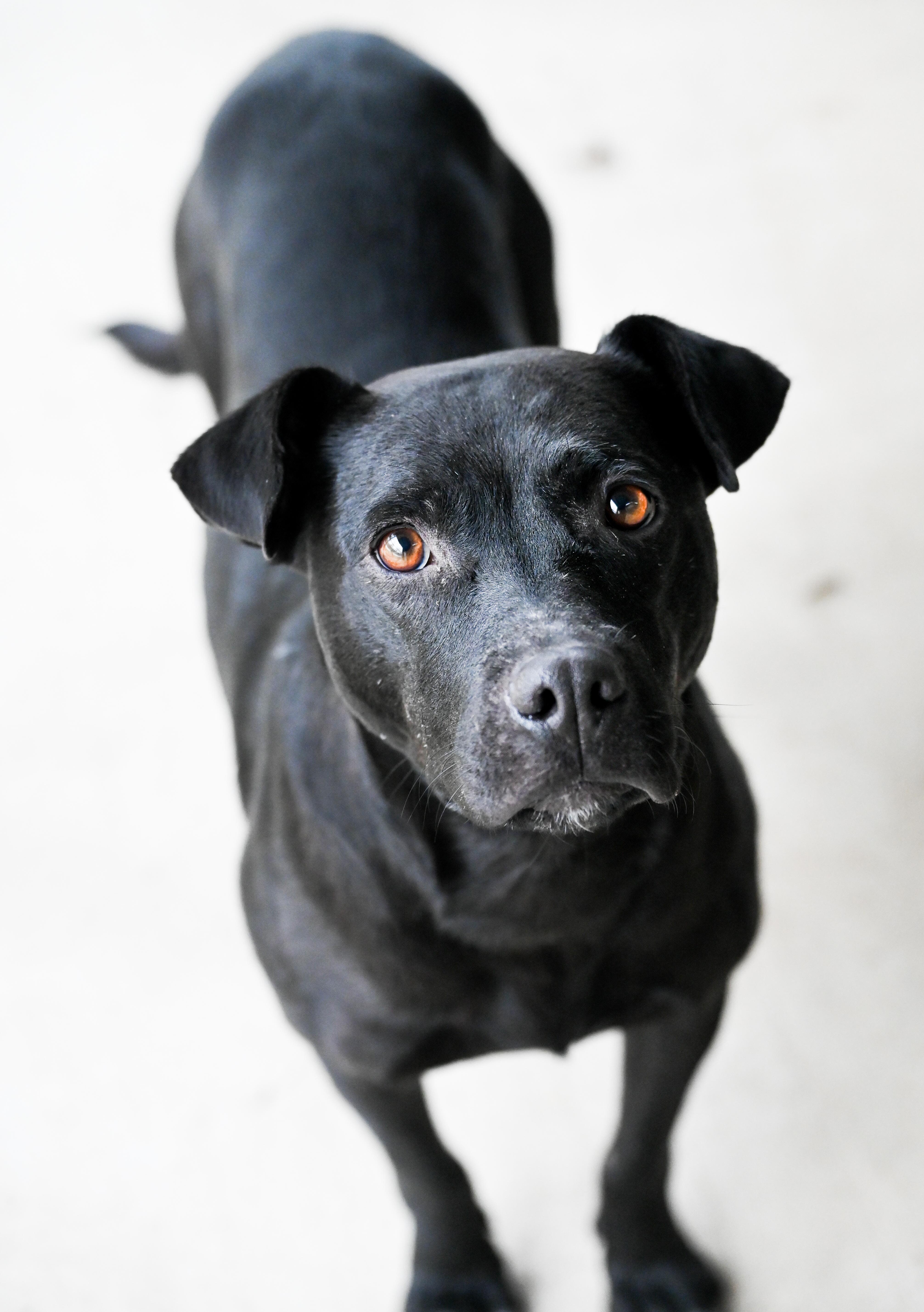 Georgie Girl thumbnail 3