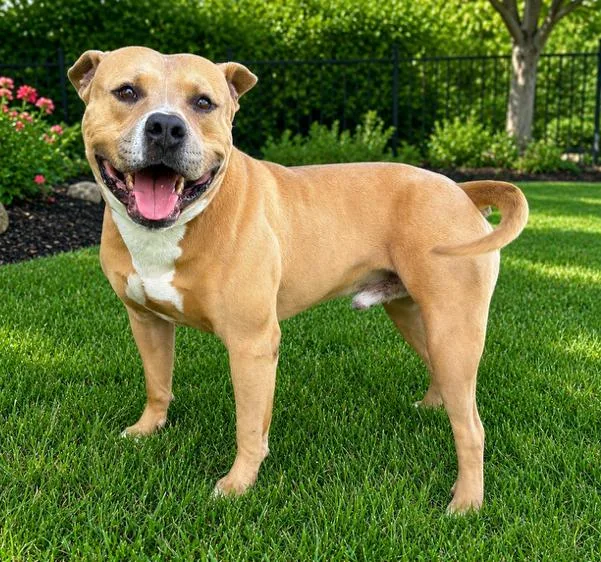 A young medium-sized male American Staffordshire Terrier dog named Teddy for adoption in Bandera, TX