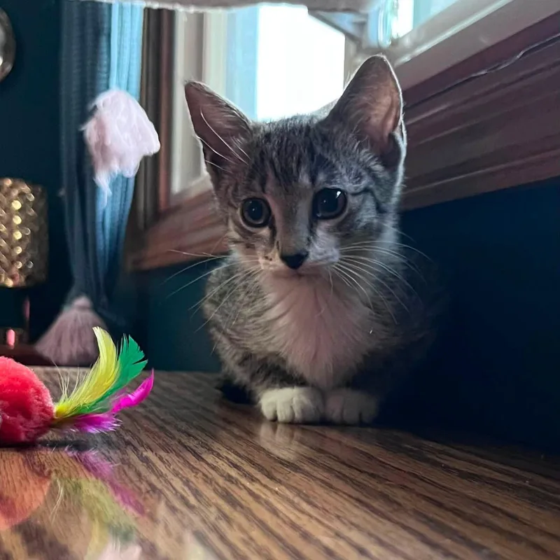 A baby medium-sized female Tabby (Gray / Blue / Silver) Tabby cat named Adrian for adoption in Omaha, NE