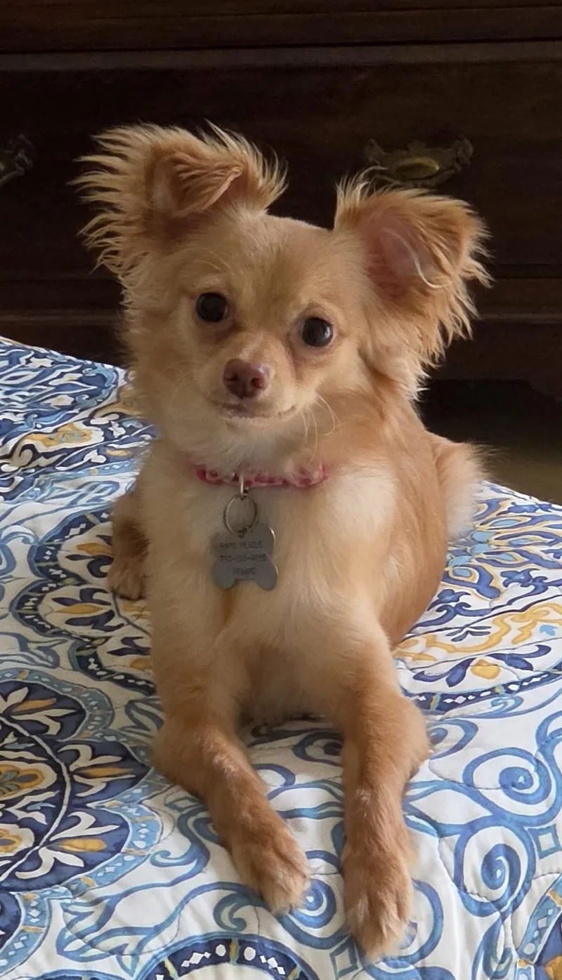 A baby small-sized female Papillon dog named Sunny for adoption in Vista, CA