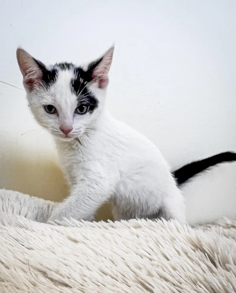 A baby small-sized female Domestic Short Hair cat named Jan for adoption in St. Ignace, MI