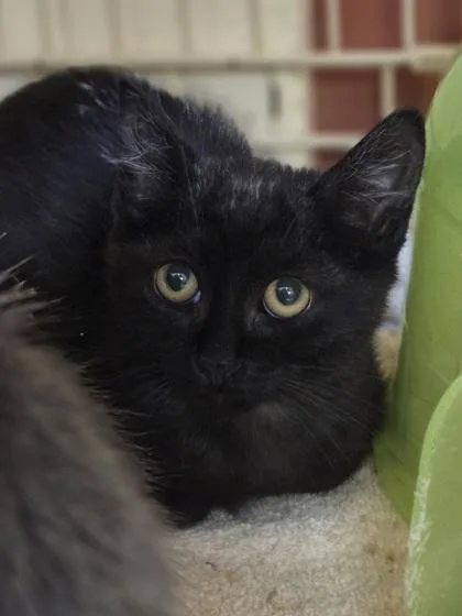 A baby small-sized female Domestic Short Hair cat named Panini for adoption in Westland, MI