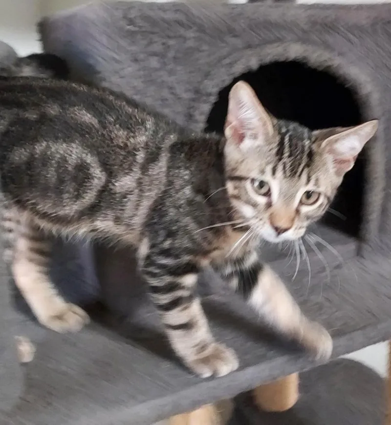 A baby small-sized male Domestic Short Hair cat named Astronaut for adoption in Magnolia, TX
