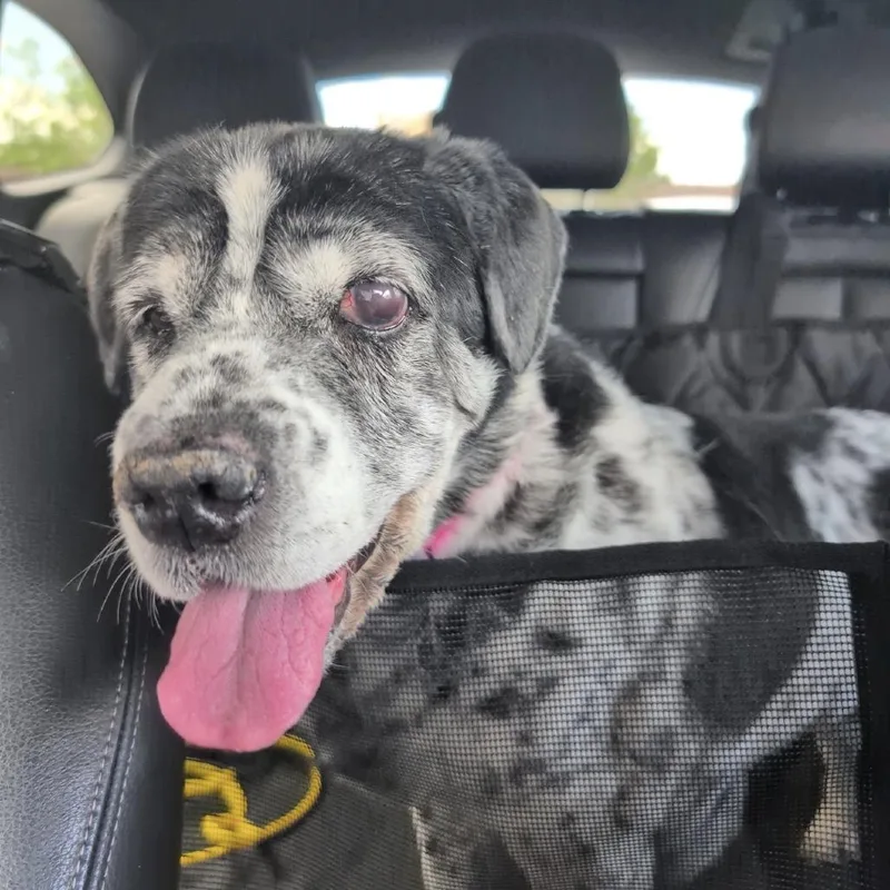 A senior medium-sized female White / Cream Cocker Spaniel dog named Meeka for adoption in Pahrump, NV