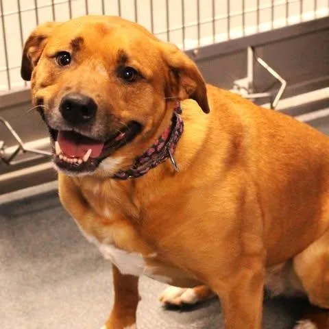 An adult medium-sized female Yellow / Tan / Blond / Fawn Labrador Retriever dog named Eevee for adoption in Fredericksburg, VA