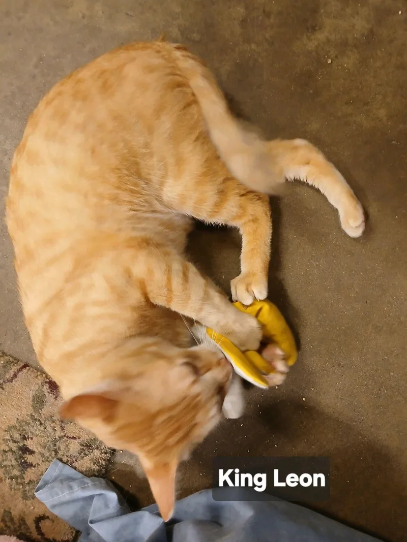 An adult medium-sized male Tabby (Orange / Red) Domestic Short Hair cat named King Leon for adoption in Philadelphia, PA