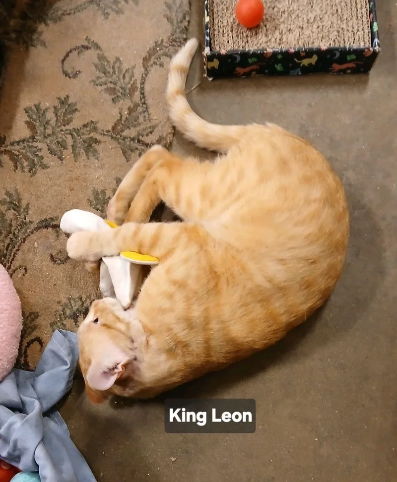 King Leon thumbnail 2