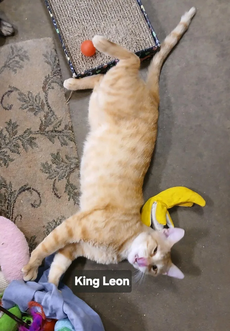 King Leon thumbnail 3