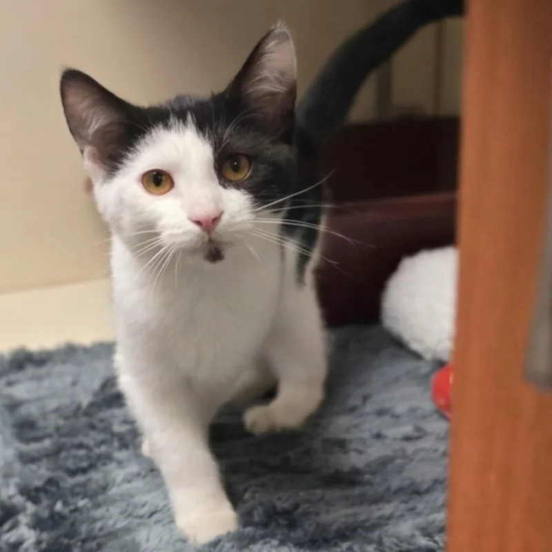A baby small-sized male Black Domestic Short Hair cat named McCrispy for adoption in South Elgin, IL