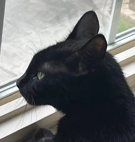 A young medium-sized female Domestic Short Hair cat named Binx for adoption in Magnolia, TX