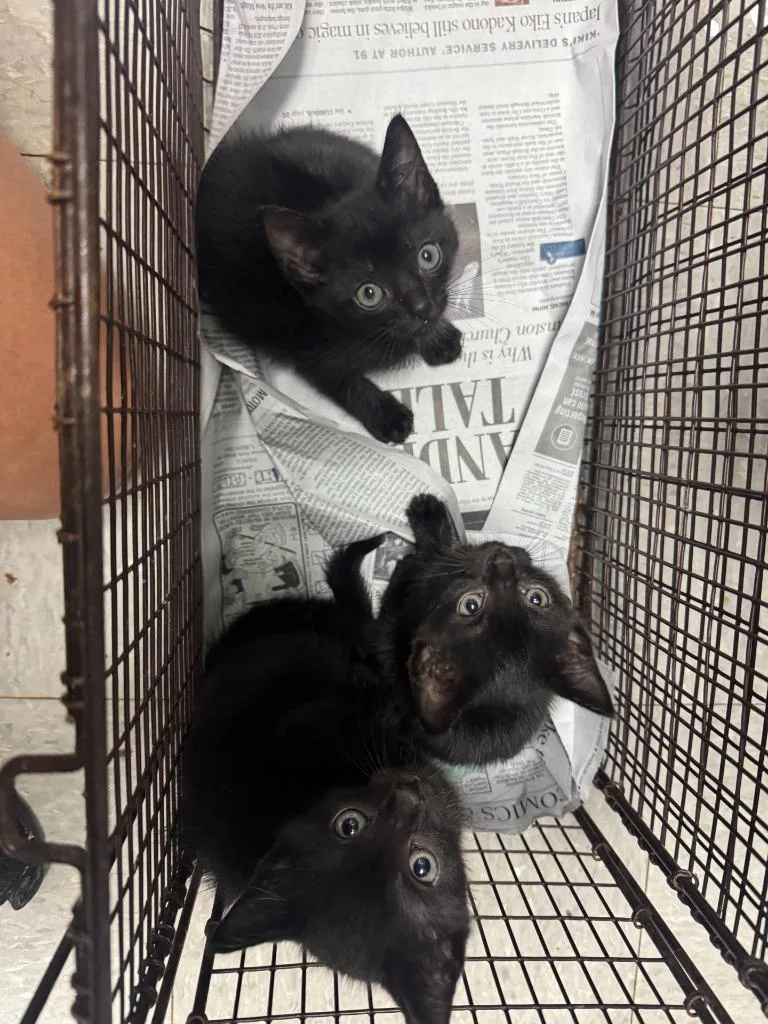 A baby medium-sized female Domestic Short Hair cat named Tink for adoption in Sorrento, LA