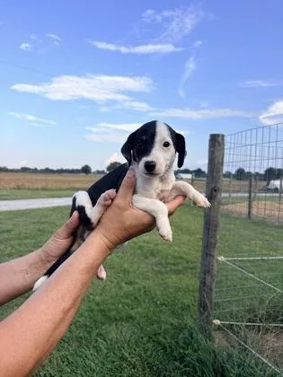 Aggie