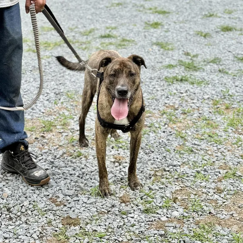 An adult medium-sized male Brindle Shepherd dog named Floki for adoption in Washington, DC