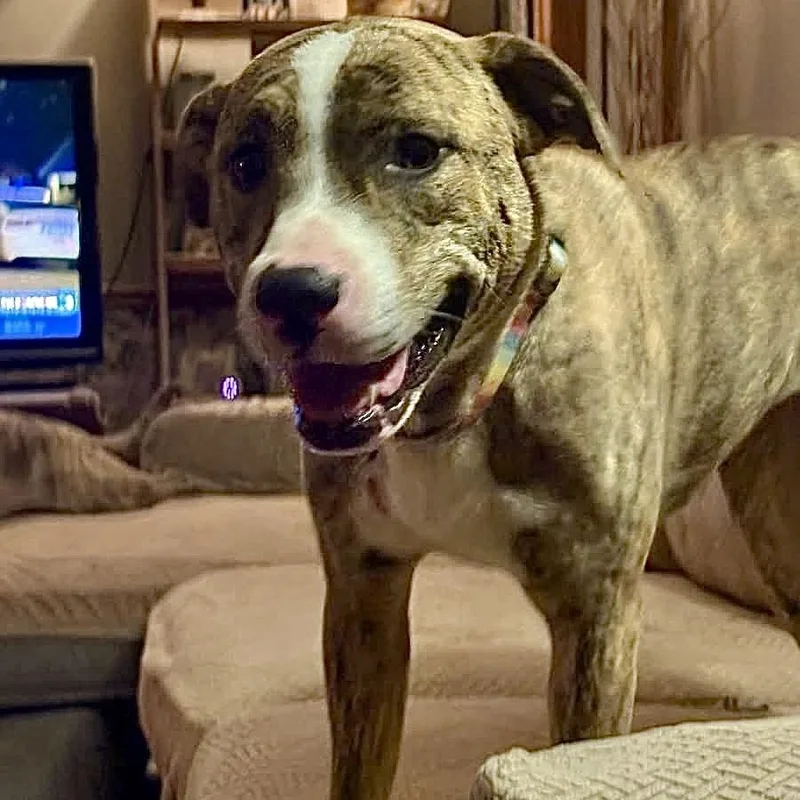 A young medium-sized female Brindle Mixed Breed dog named Lily for adoption in Tunica, MS