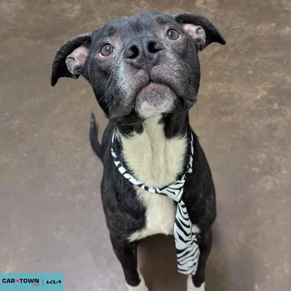 An adult medium-sized male Pit Bull Terrier dog named Asce for adoption in Lexington, KY