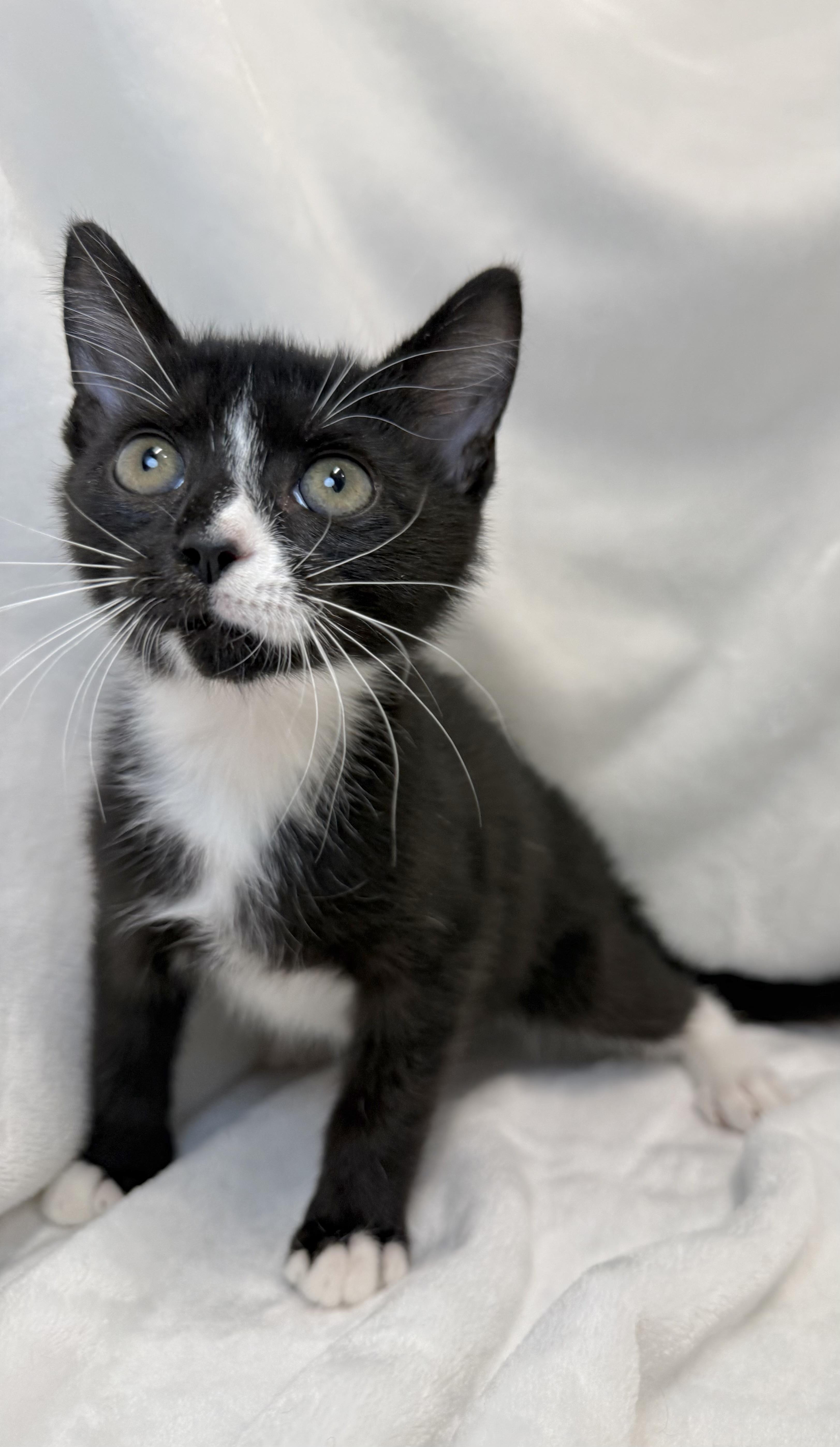A baby medium-sized male Black & White / Tuxedo Domestic Short Hair cat named Swiss Roll for adoption in Greensboro, NC