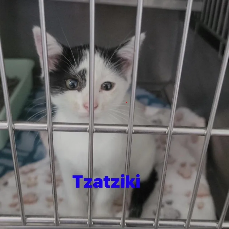A baby small-sized female White Domestic Short Hair cat named Tzatziki for adoption in Spring Hill, KS