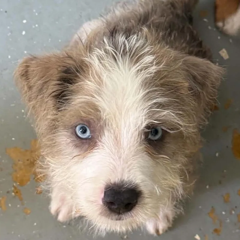 A baby medium-sized male Mixed Breed dog named Popeye for adoption in ISABELA, PR
