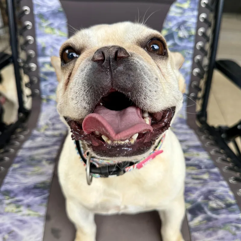 Hazel