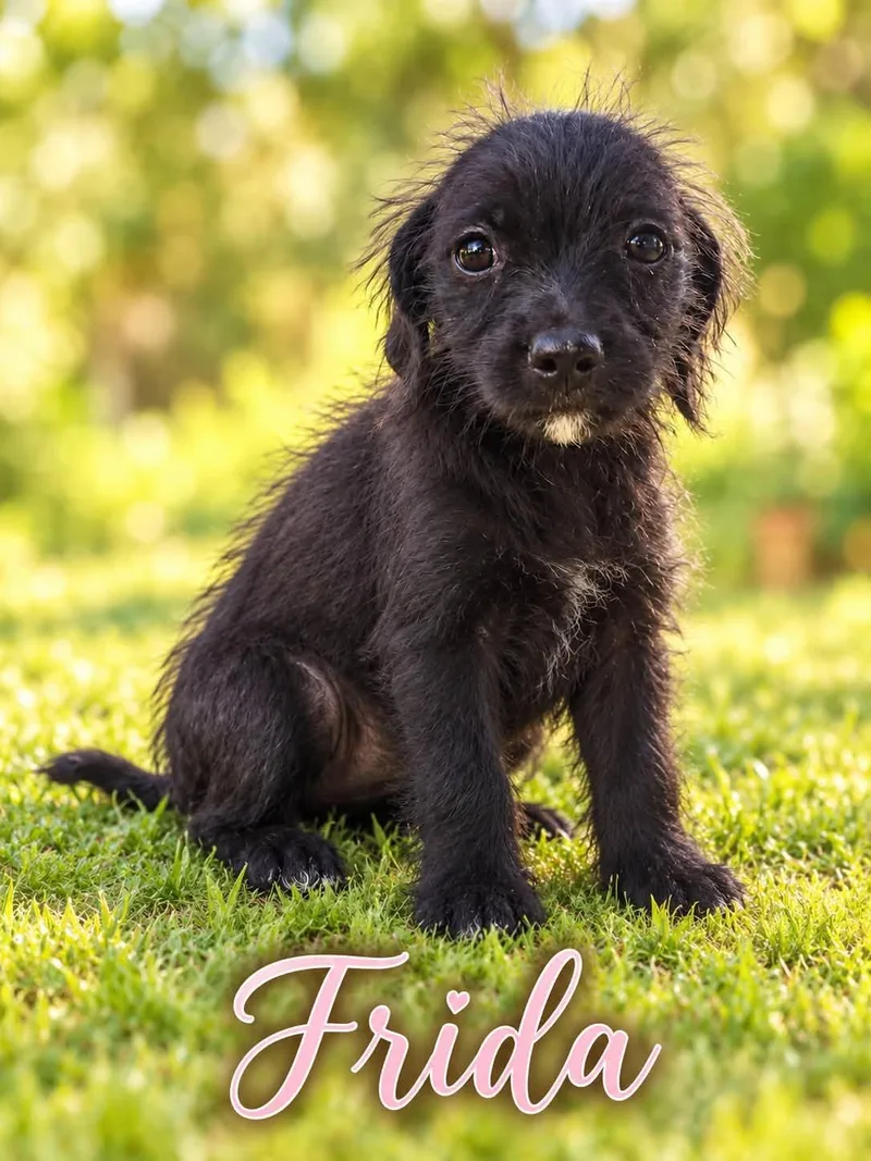 Frieda thumbnail 2
