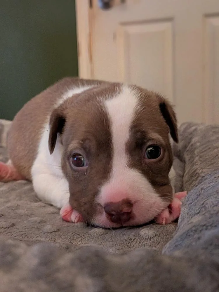 A baby medium-sized female Mixed Breed dog named Sheila for adoption in Clinton Township, MI