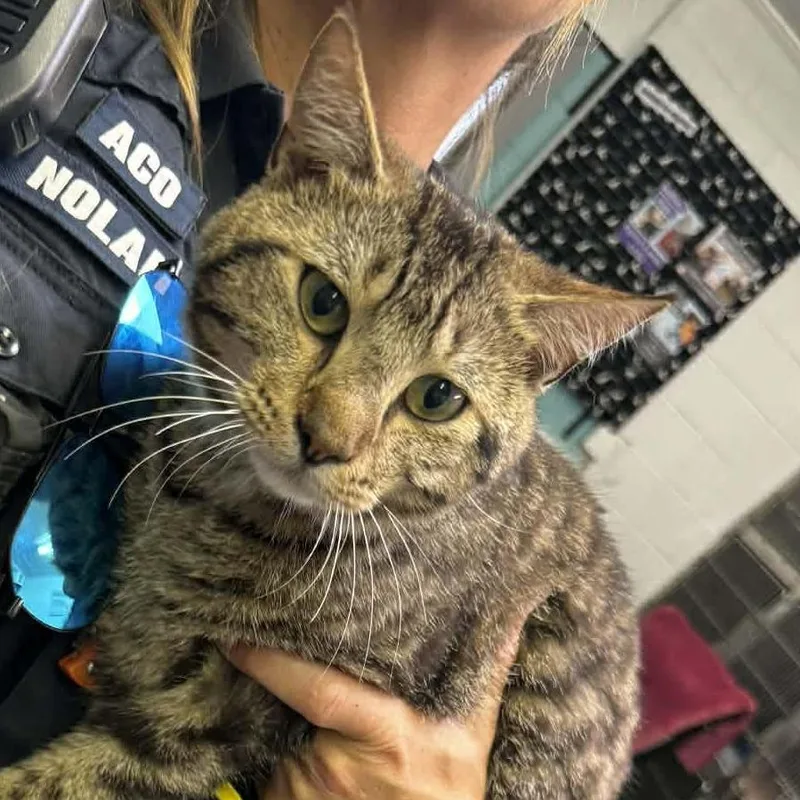 An adult small-sized male Brown / Chocolate Domestic Short Hair cat named Michael for adoption in Washington, DC
