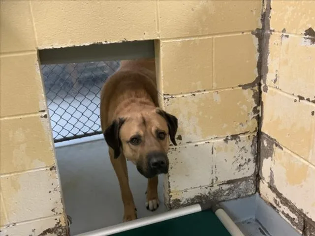 An adult large-sized male Mastiff dog named Ben for adoption in Tulsa, OK