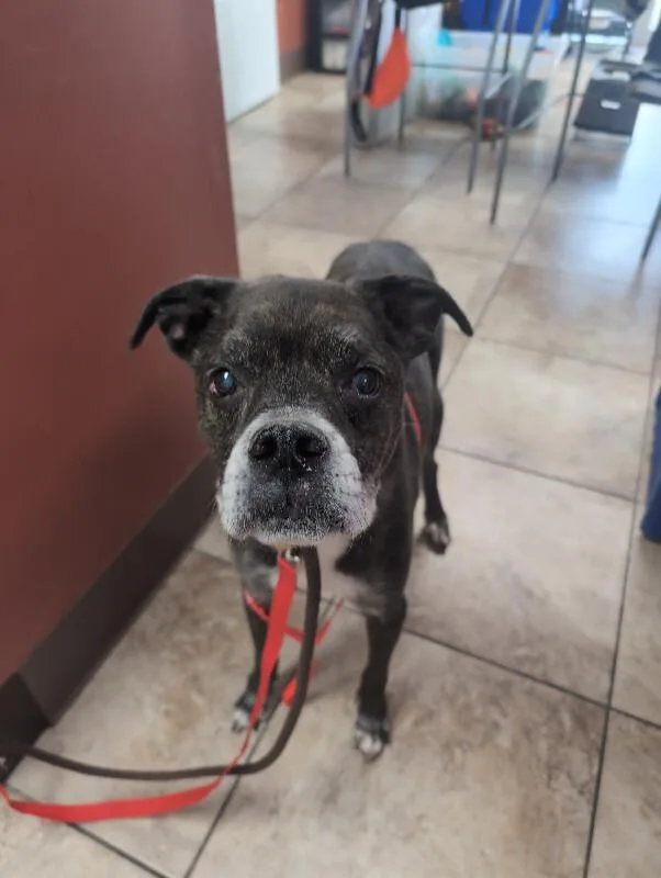 A senior large-sized male Brindle Mixed Breed dog named Fire Marshall Bill for adoption in Cincinnati, OH